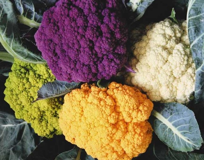 Multicolored cauliflower heads