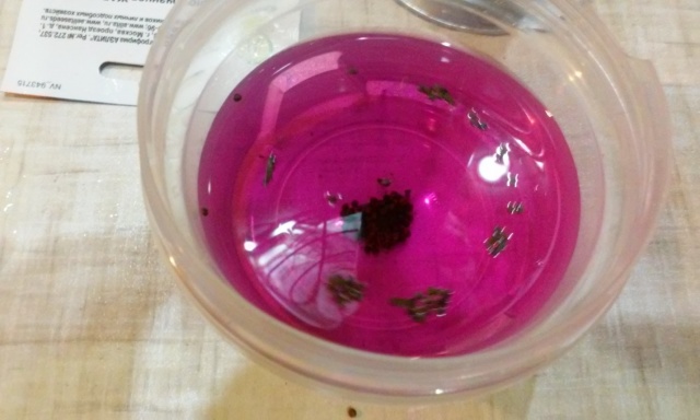 Dressing untreated seeds in a manganese solution