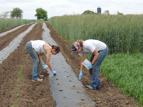 Sowing in heated soil