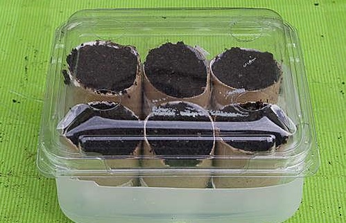 Crops in the greenhouse