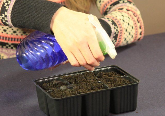 Moistening crops from a spray bottle