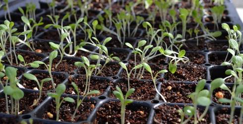 Sprouts of Beijing cabbage