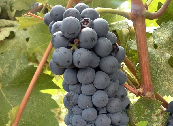 Kuban grapes