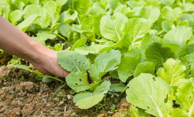 Peking cabbage seedlings