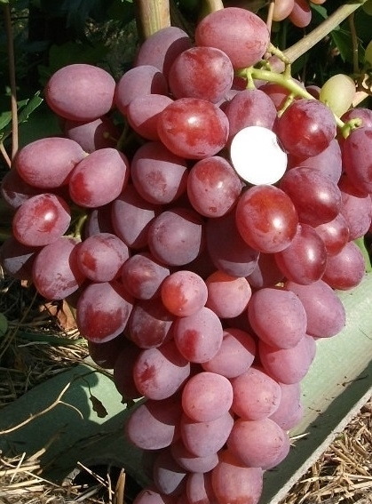 Bunch of grapes Ruta