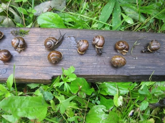 Snails on vacation