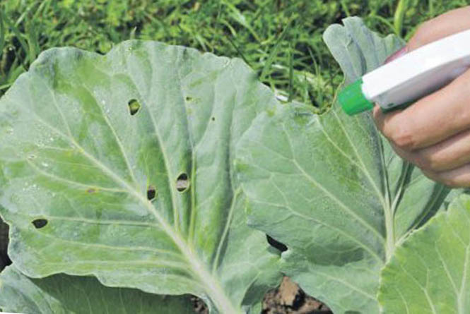 Spraying cabbage with ash solution