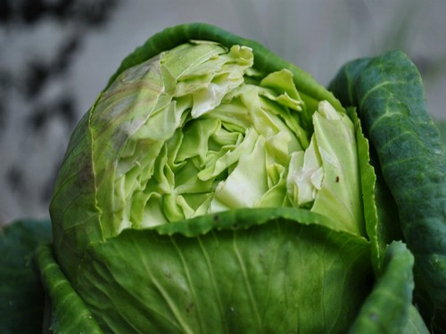 Cracked head of cabbage