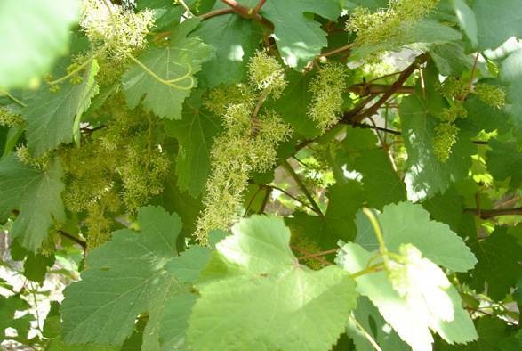 Flowering grapes