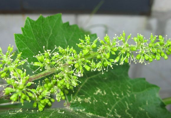 Blooming bunch of grapes