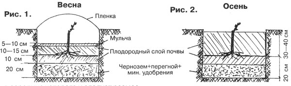 The difference between spring and autumn planting of grapes