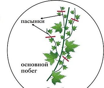 Schematic pinching of a grape shoot