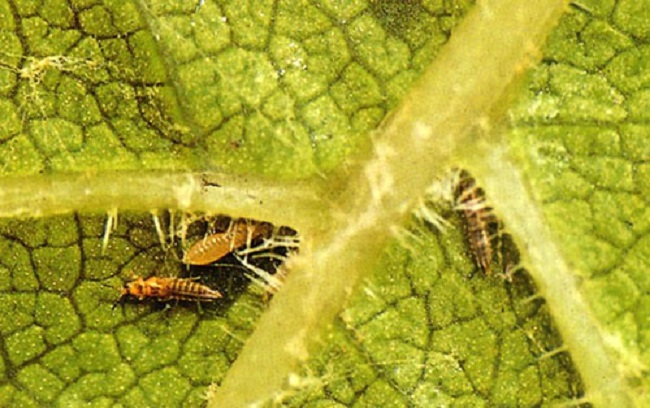 Pests affecting the vine