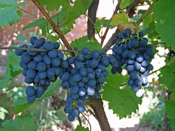 Moldova grapes on the vine