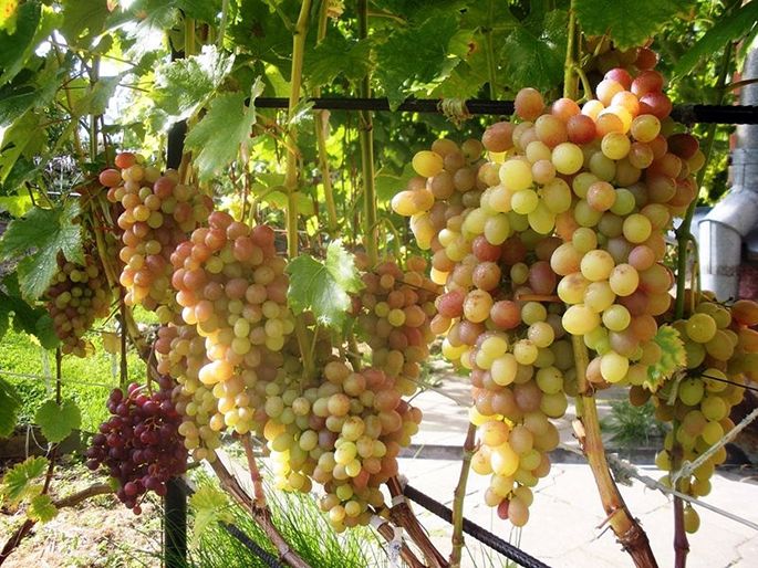Tason grape bush