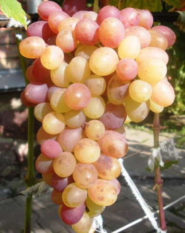 Bunch of Tason grapes