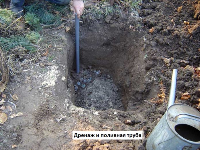 Planting pit with pipe