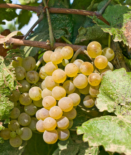 Aligote grapes