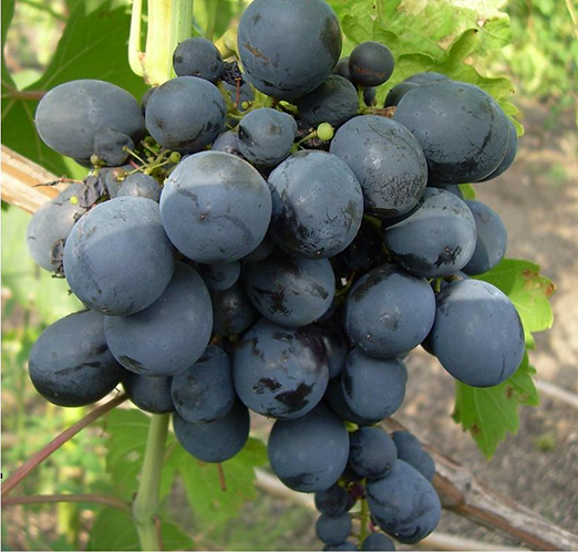 Galia grapes