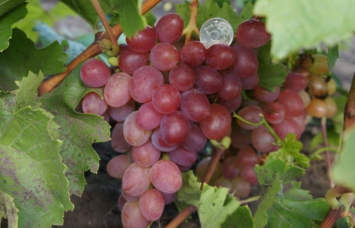 Azalea grapes