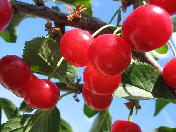 Cherry variety Amorel pink
