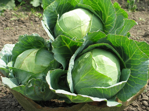 Atria cabbage