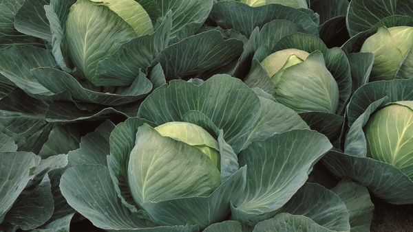 Harvest of Atria cabbage