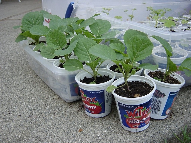Hardening cabbage seedlings