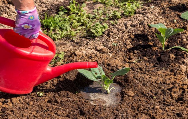 Watering cabbage