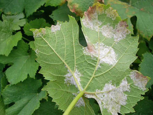 Mildew on a grape leaf