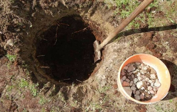 Planting pit for grapes