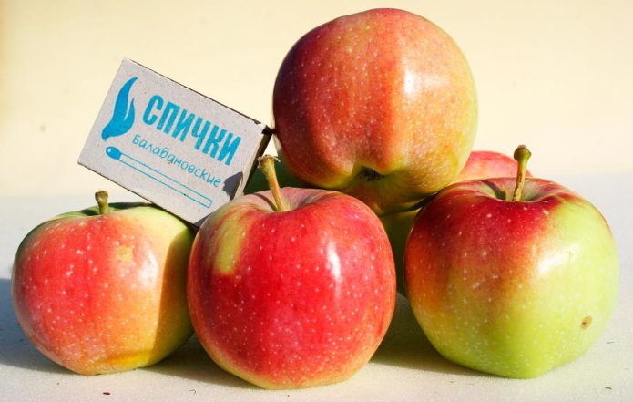 Apple variety Memory Isaeva