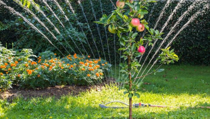 Watering the apple tree