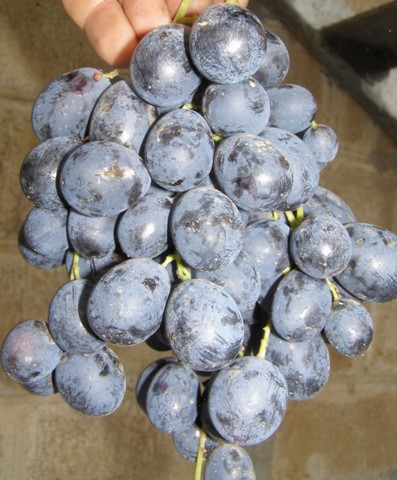 Alphonse Lavallee grapes