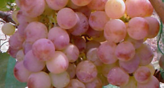 Nimrang grape