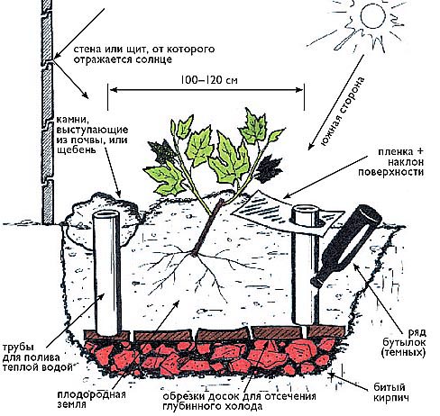 Scheme of measures to increase the temperature for grapes