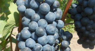 Crimean grapes