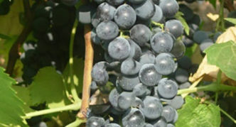 Black Livadia Grape