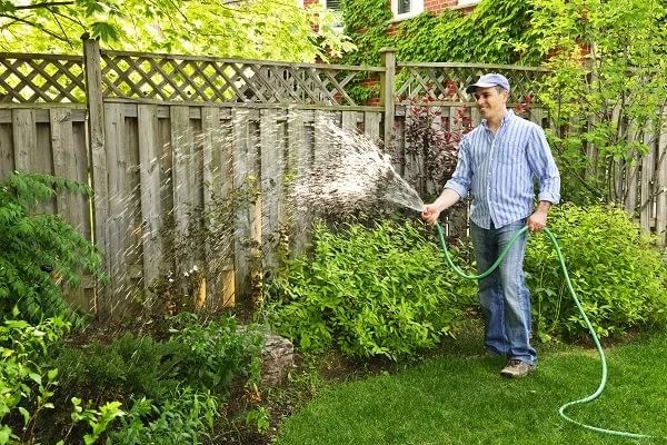 Watering the honeysuckle