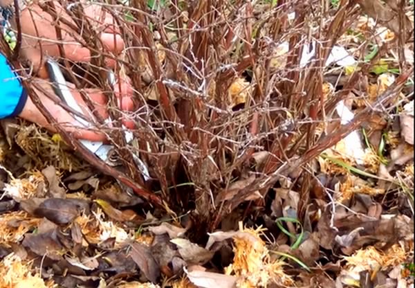 Pruning edible honeysuckle bush