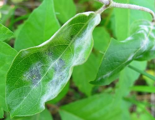 Powdery mildew on honeysuckle