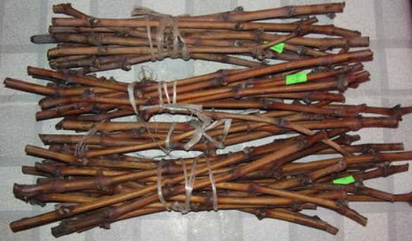 Grape cuttings