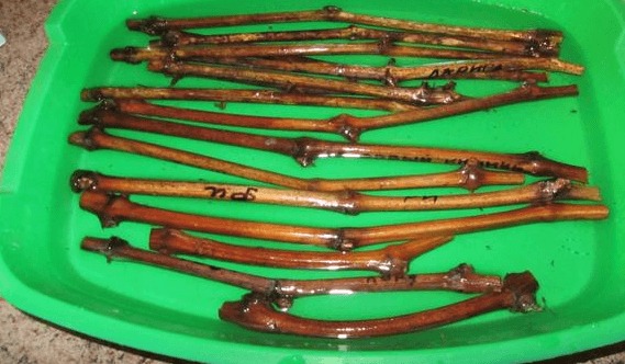 Soaking grape cuttings