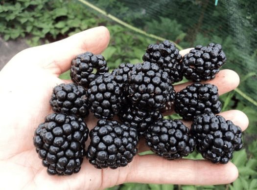 Blackberry Triple Crown