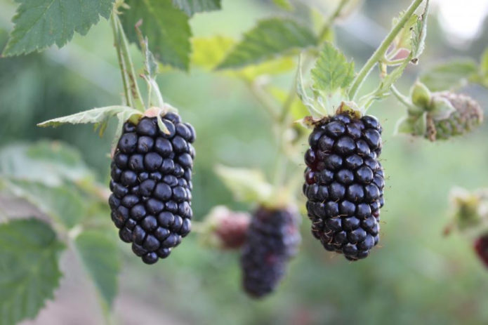 Blackberry Black Butte