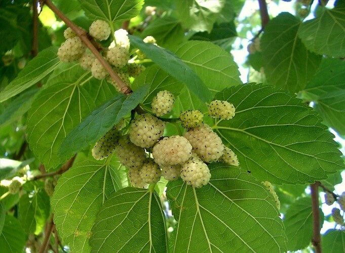 Mulberry White tenderness