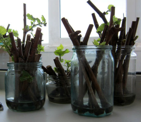 Cuttings of different grape varieties
