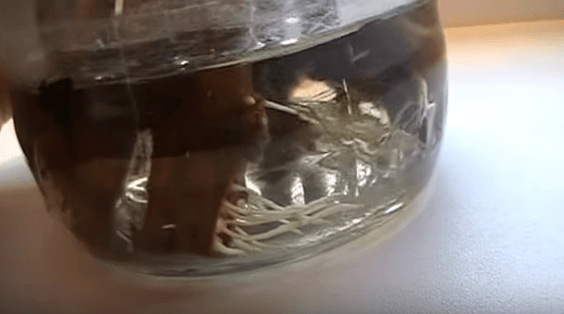 Cuttings have given roots