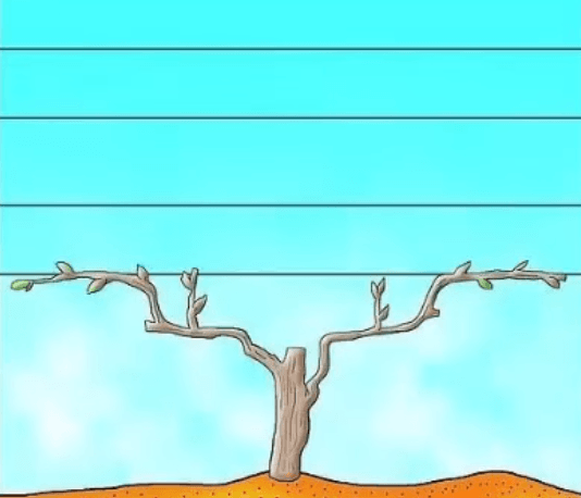 Two-armed grape shape