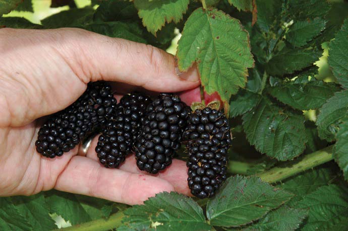 Blackberry Giant